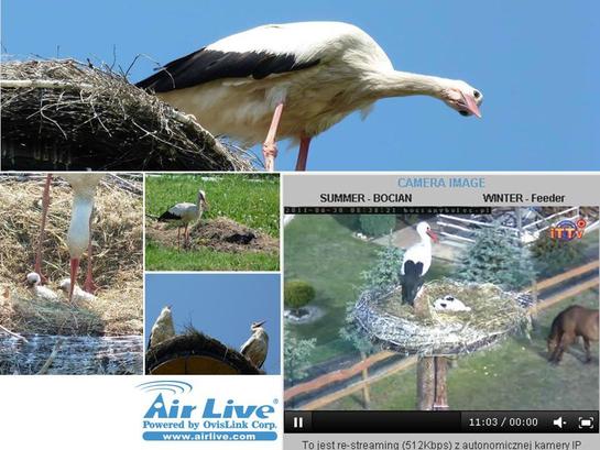 Story of the Beautiful Storks