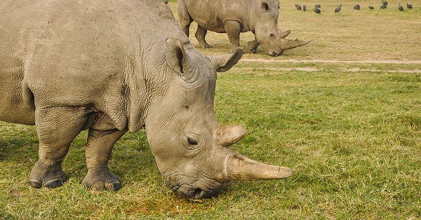 The population of Africa’s black rhino declined significantly in the 20th century to less than 2,500 in 1995. Thanks to persistent conservation efforts across Africa, today their number exceeds 5,000 individuals.