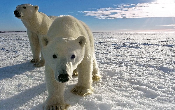 The impact of modern climate change is forcing many polar bears to wander into populated areas in search of food.