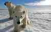 The impact of modern climate change is forcing many polar bears to wander into populated areas in search of food.