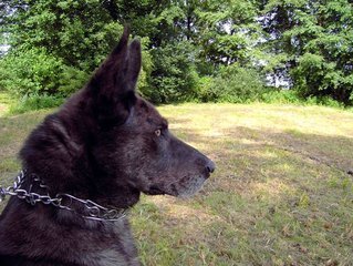 Gentoftes borgmester ser gerne, at et privat vagtværn benytter sig af både schæferhunde og megafoner til at holde indbrudstyve væk fra villakvartererne.