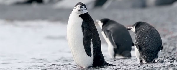 Värmekameror övervakar pingvinernas vanor även under de mörka vintermånadernas kompakta mörker.