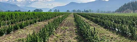 As Aurora’s grow facilities were developing, their need for reliable physical security over grow operations became paramount.
